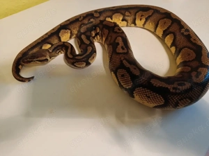 1.0 Stranger Pastel OD het Pied 