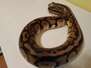 1.0 Stranger Pastel OD het Pied 