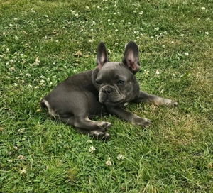 Französische Bulldoggen Welpen  Bild 4