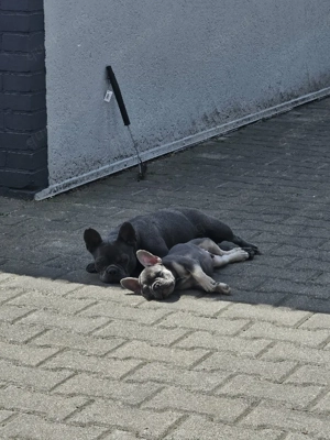 Französische Bulldoggen Welpen  Bild 5