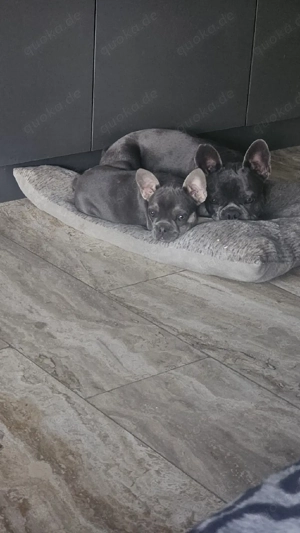 Französische Bulldoggen Welpen  Bild 6