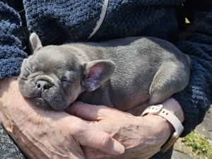 Französische Bulldoggen Welpen  Bild 3