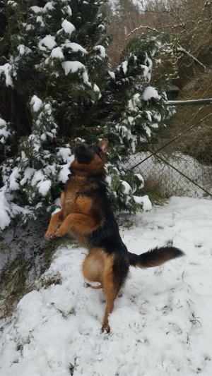 altdeutscher schäferhund  Bild 4