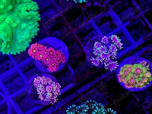 LPS, SPS,Korallen,Ableger,holy grail 24k, golden torch,Euphyllia,NY knicks. 