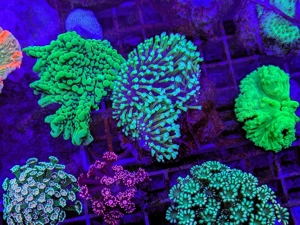 LPS, SPS,Korallen,Ableger,holy grail 24k, golden torch,Euphyllia,NY knicks.  Bild 8