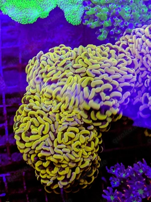 LPS, SPS,Korallen,Ableger,holy grail 24k, golden torch,Euphyllia,NY knicks.  Bild 7