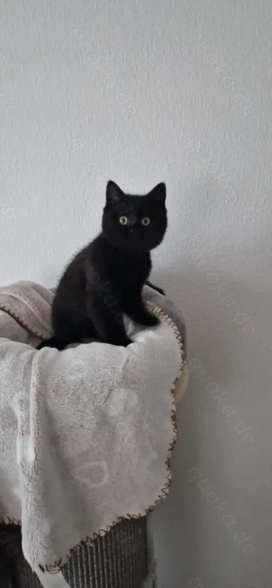 Eine schöne BKH - Kätzchen sucht ein neues zu Hause 