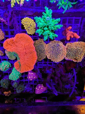 LPS, SPS,Korallen,Ableger,holy grail 24k, golden torch,Euphyllia,NY knicks.  Bild 6
