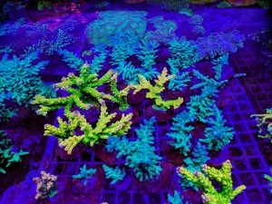 A. echinata, LPS, SPS,Goniopora, Korallen, Ableger,Acropora, Alveopora,Favia Bild 8