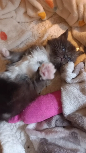 4 Maine Coon kitten reinrassig 