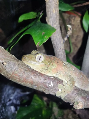1.1  Mniarogekko chahoua ML (Flechtengecko)