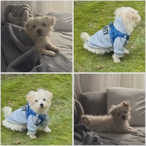 Liebevoller Mini-Malteser (6 Monate) sucht ein neues Zuhause