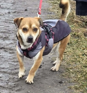Kleiner verschmuster Elio sucht ein liebevolles Zuhause