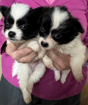 Bezaubernde Pomchiwelpen ( Pomeranian x Chihuahua)