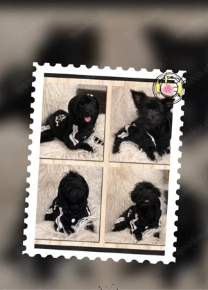 Mini Yorkshire Welpen Mix