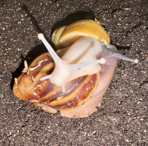 Achatschnecken A.m. Ovum und Fulica mit oder ohne Zubehör 