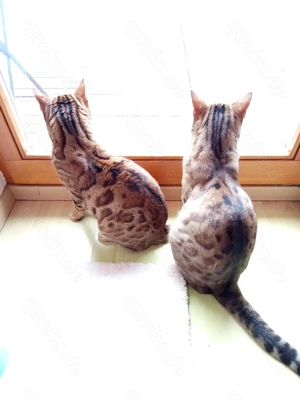 2 reinrassige Zucht Bengalen-Kater Allergiker freundlich