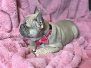 Frazösische bulldogge