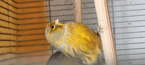 Kanarienvögel von 2025 zu verkaufen