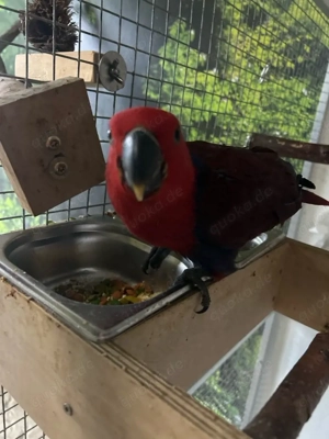 stella sucht ein zuhause 