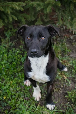 *FILIP* - Der Rüde wird momentan auf ein Leben in einer Menschenfamilie vorberietet