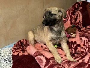 Chip-Nr. 256271 - Welpin - Ein aufgewecktes, liebes Hundemädchen