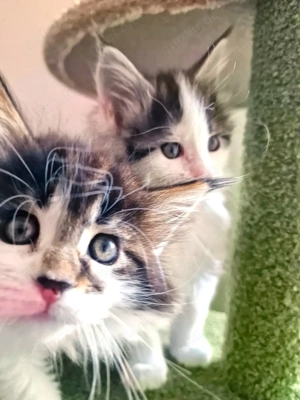 Maine Coon Kitten Mädchen mit Stammbaum aus N N Verpaarung