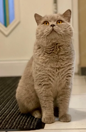 Deckkater  Bkh kurzhaar lilac 