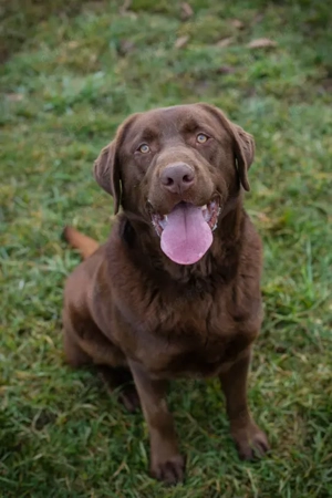 *CHESTER* Der Labrador Mix braucht Beschäftigung und eine konsequente Erziehung