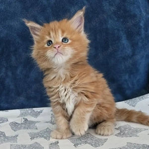 Reinrassige Maine-Coon-Kätzchen