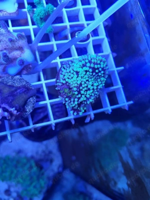 Röhrenkoralle (Clavularia spec.)