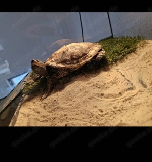 Wasserschildkröten-Dame sucht ein neues 5 Sterne Zuhause 