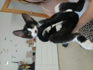 Sphinx mit Pluschhaare 