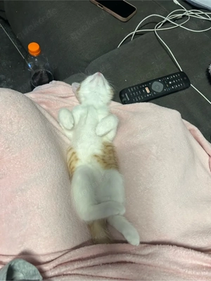 kleiner kater sucht liebevolles zuhause 