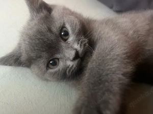 Bkh-Kater zu verkaufen