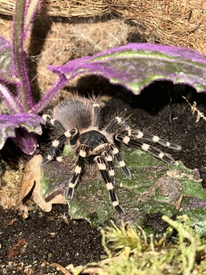 Vogelspinnen und Asseln abzugeben VB 