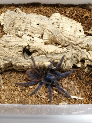 Lasiocyano sazimai ex. Pterinopelma sazimai   Vogelspinne
