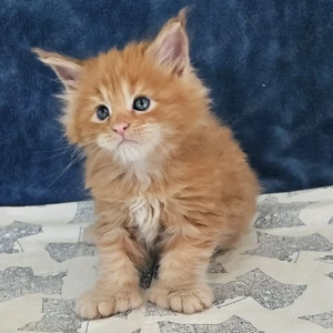 Gut erzogene Maine-Coon-Kätzchen