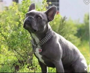 Deckrüde Französischee Bulldog