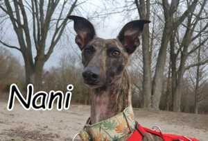 Wer möchte mit dieser besonderen und bezaubernden Hündin gemeinsam durchs Leben gehen?