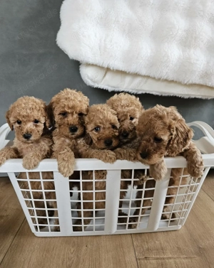 Kleinpudelwelpen Pudelwelpen Kleinpudel Pudel Red Apricot