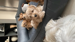 Maltipoo Jungs suchen noch 