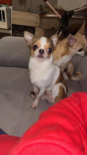 Chihuahua Hunde