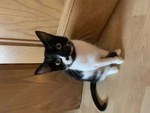 Ich suche noch ein zuhause 