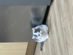 Liebestolle weiße-graue Katze 