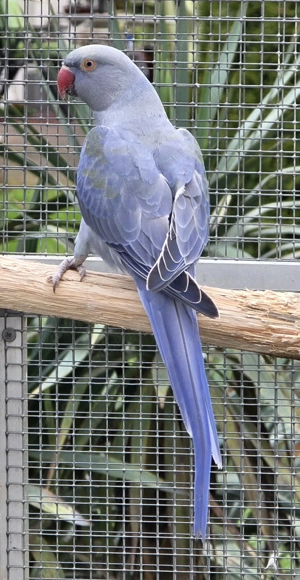 Halsbandsittiche 2025