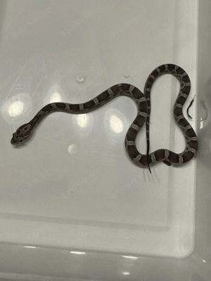 Kornnattern aus NZ 08 2025 in gute Hände abzugeben