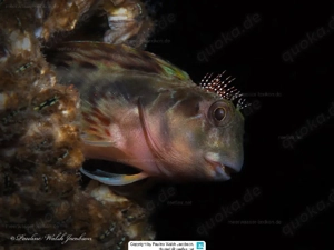 Scartella cristata Schleimfisch Meerwasser 