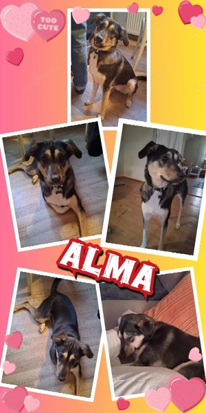 aktive, wunderschöne, kinderliebe, menschenbezogene Hündin "Alma" hast Du ein Körbchen frei für mich