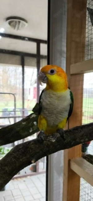 Rostkappen Henne abzugeben 